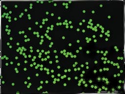 Fluorescent Particles Thermo Scientific™ Fluoro-Max™ Dyed Polystyrene Microsphere in Water Flow Cytometry / Microscopy pH 5.0 to 8.0 15 mL - 09980410