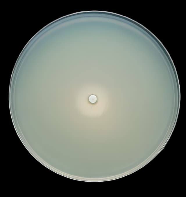 Prepared Media BD BBL™ Mueller Hinton Agar with 5% Sheep Blood Red Mono-Plate Format