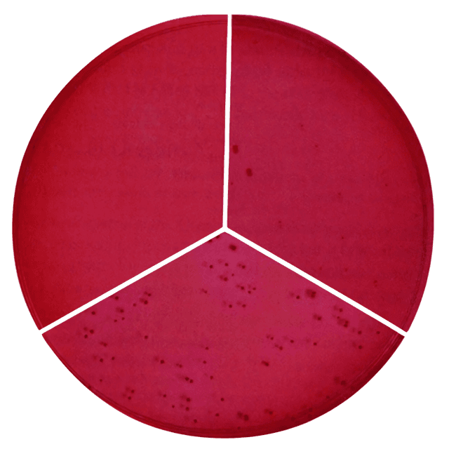 Dehydrated Culture Media BD Difco™ Violet Red Bile Agar Red