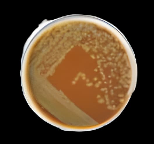 Remel™ Chocolate Agar Brown Mono-Plate - Microbiology Media