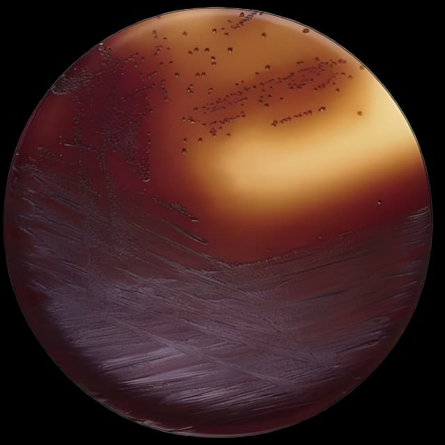 Dehydrated Culture Media BD Difco™ Baird-Parker Agar Base Dehydrated