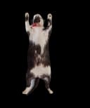 Formalin Preserved Large Cat Specimen - Educational Tool