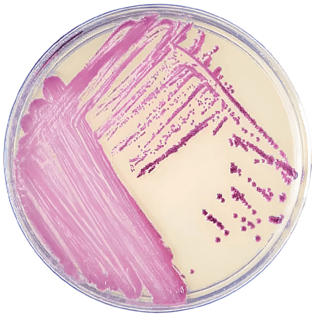 Prepared Media BD BBL™ CHROMagar™ Methicillin-resistant Staphylococcus aureus (MRSA) II Amber Mono-Plate