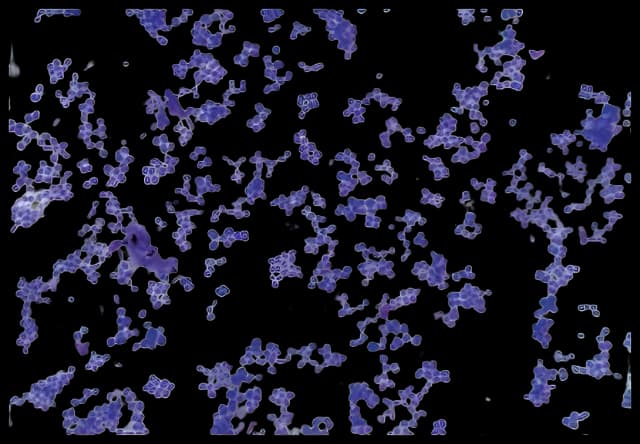 Prepared Microscope Slide Set Fisher Science Education™ 1 X 3 Inch Plain