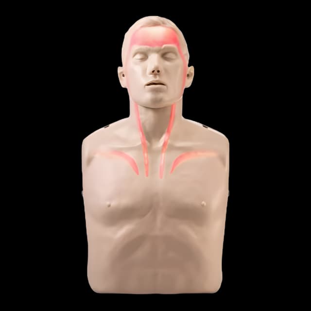 Brayden Adult CPR Training Manikin - Advanced Feedback