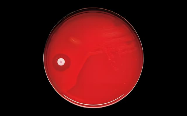 Differentiation Disc BBL™ Taxo™ A Bacitracin 0.04 U - 231041