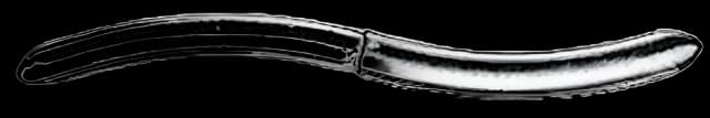 Uterine Dilator MeisterHand 13 Fr. / 14 Fr. Hegar 7-1/2 Inch Length Stainless Steel NonSterile
