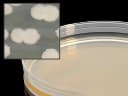 TSA Plates with Lecithin & Tween - Hardy Diagnostics