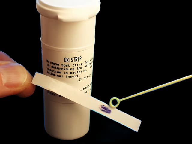 Microorganism Test Kit OxiSticks™ Cytochrome Oxidase Activity 25 Tests