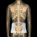 Back Support Corfit System® 2X-Large Hook and Loop Closure 46 to 58 Inch Hip Circumference 10 Inch Back Height to 4-1/2 Inch Front Height Adult