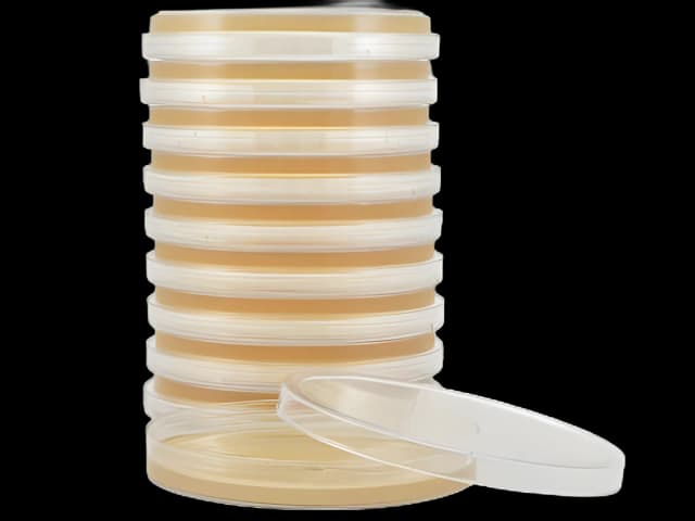 Prepared Media Tryptic Soy Agar (TSA) Petri Plate Format - G60