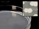 Prepared Media Tryptic Soy Agar (TSA) Petri Plate Format - G60