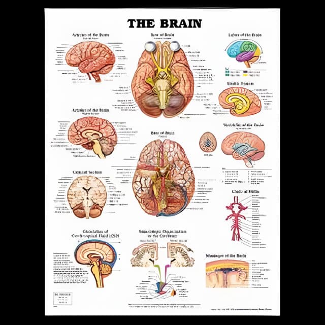 Anatomical Chart Muscular System 20 X 26 Inch Plastic Laminated
