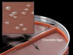 Prepared Media Chocolate Agar / Martin Lewis with Lincomycin Bi-Plate Format