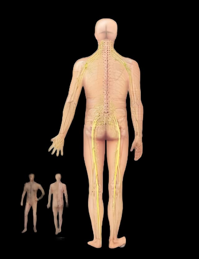 Anatomical Chart Spinal Nerve 20 X 26 Inch Heavy Paper Grommets Laminated