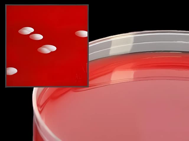 Prepared Media Phenylethyl Alcohol Agar with 5% Sheep Blood Mono-Plate Format
