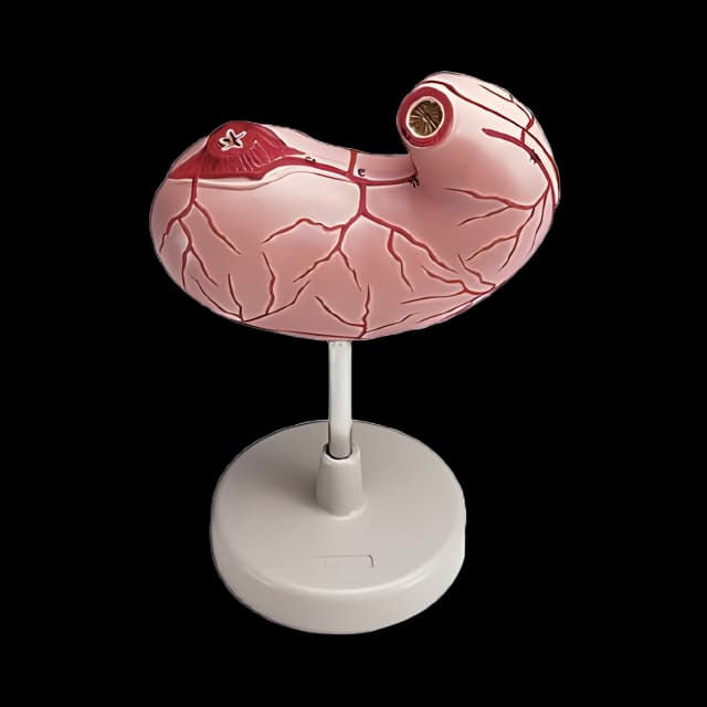 Life-Size Stomach Anatomy Model by Walter Products