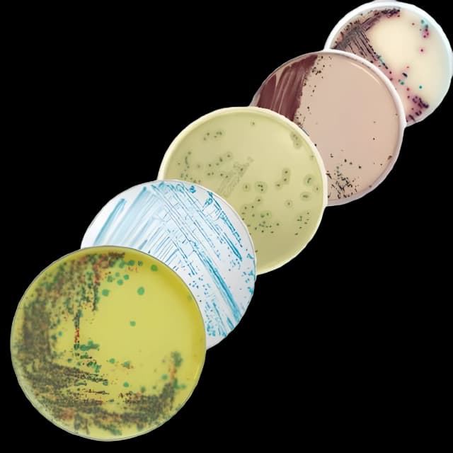 chromID CPS Elite CPSE Agar for UTI Pathogen Analysis